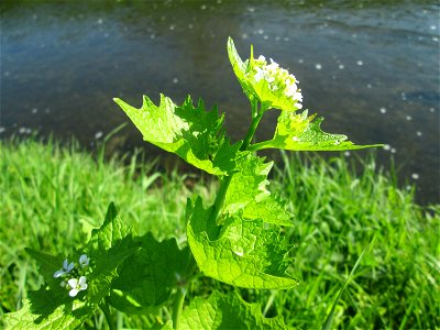Knoblauchsrauke (Alliaria petiolata) am Kraichbach in Hockenheim