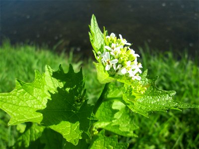 Knoblauchsrauke (Alliaria petiolata) am Kraichbach in Hockenheim