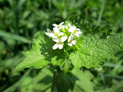 Knoblauchsrauke (Alliaria petiolata) in der Schwetzinger Hardt nahe der A61