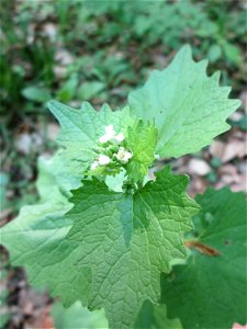Knoblauchsrauke (Alliaria petiolata) in der Schwetzinger Hardt