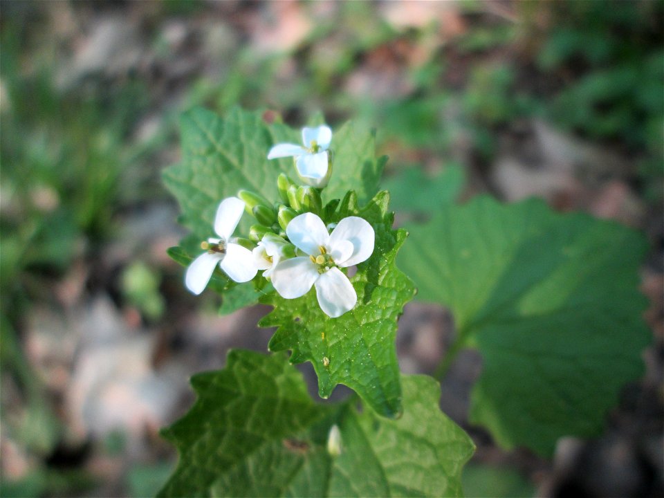 Knoblauchsrauke (Alliaria petiolata) im Unteren Saubusch in der Schwetzinger Hardt