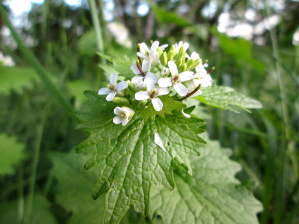 Knoblauchsrauke (Alliaria petiolata) im Landschaftsschutsgebiet „Saalbachniederung“ bei Hambrücken