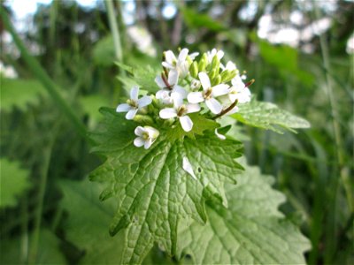 Knoblauchsrauke (Alliaria petiolata) im Landschaftsschutsgebiet „Saalbachniederung“ bei Hambrücken
