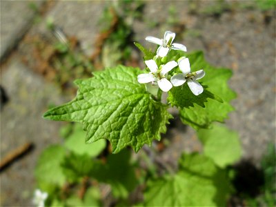 Knoblauchsrauke (Alliaria petiolata) an einer Kraichbachbrücke in Hockenheim
