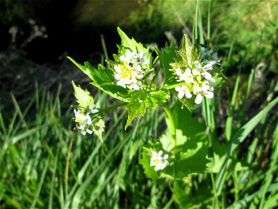 Knoblauchsrauke (Alliaria petiolata) im Naturschutzgebiet „Bachwiesen/Leopoldswiesen“ im Hockenheimer Rheinbogen