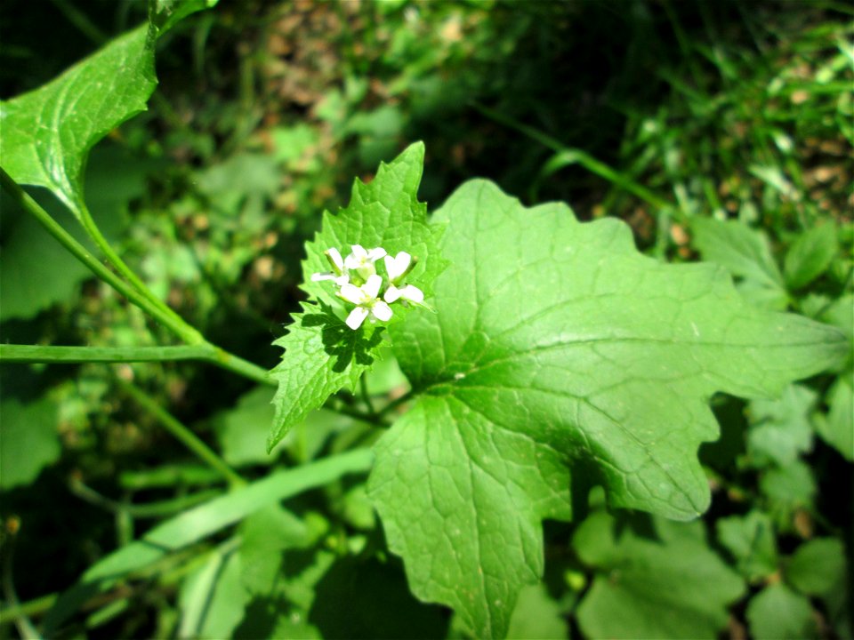 Knoblauchsrauke (Alliaria petiolata) in der Schwetzinger Hardt