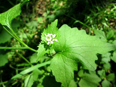Knoblauchsrauke (Alliaria petiolata) in der Schwetzinger Hardt