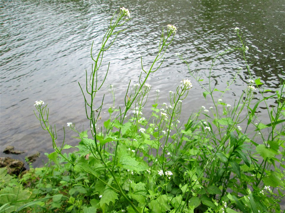 Knoblauchsrauke (Alliaria petiolata) an der Saar in Alt-Saarbrücken