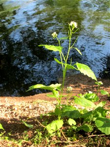Knoblauchsrauke (Alliaria petiolata) am Tabaksweiher in Sankt Arnual