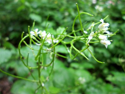 Knoblauchsrauke (Alliaria petiolata) am Kaninchenberg (Landschaftsschutzgebiet) in Saarbrücken