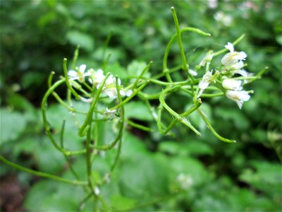 Knoblauchsrauke (Alliaria petiolata) am Kaninchenberg (Landschaftsschutzgebiet) in Saarbrücken photo