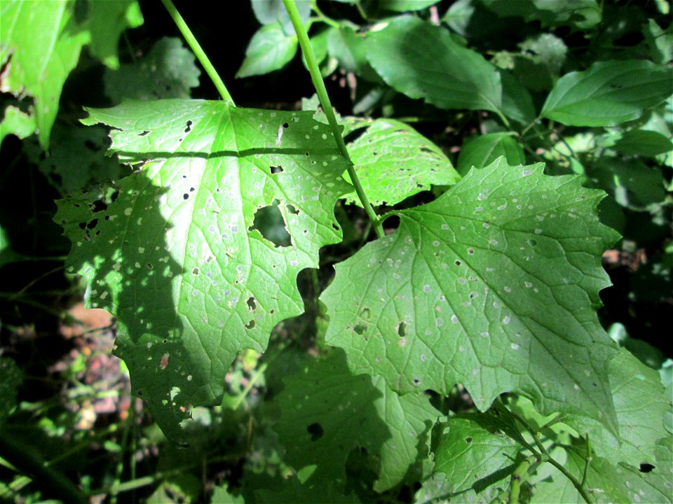 Knoblauchsrauke (Alliaria petiolata) im Naturschutzgebiet „St. Arnualer Wiesen“