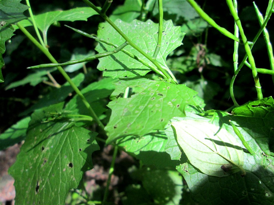 Knoblauchsrauke (Alliaria petiolata) im Naturschutzgebiet „St. Arnualer Wiesen“