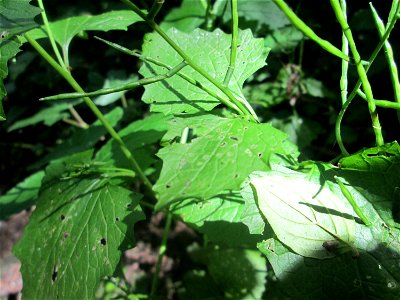 Knoblauchsrauke (Alliaria petiolata) im Naturschutzgebiet „St. Arnualer Wiesen“
