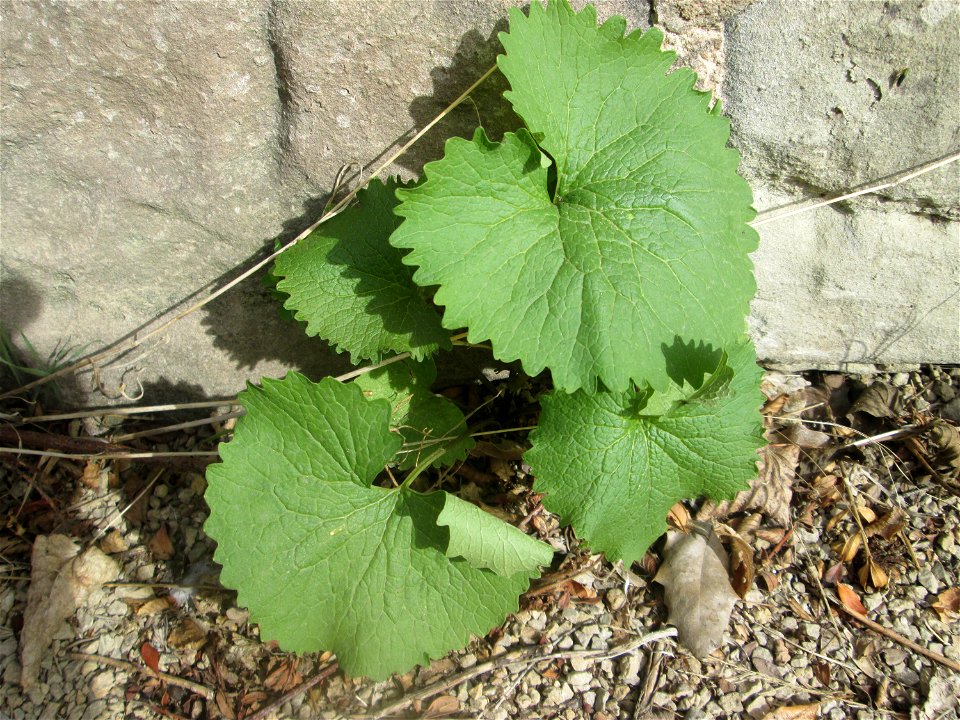 Grundblätter der Knoblauchsrauke (Alliaria petiolata) an der Saar in Saarbrücken