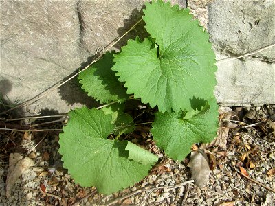 Grundblätter der Knoblauchsrauke (Alliaria petiolata) an der Saar in Saarbrücken