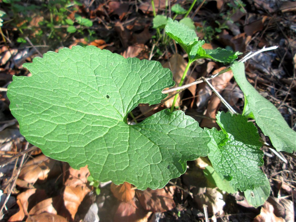 Grundblätter der Knoblauchsrauke (Alliaria petiolata) in der Schwetzinger Hardt
