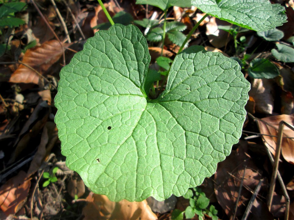 Grundblätter der Knoblauchsrauke (Alliaria petiolata) in der Schwetzinger Hardt