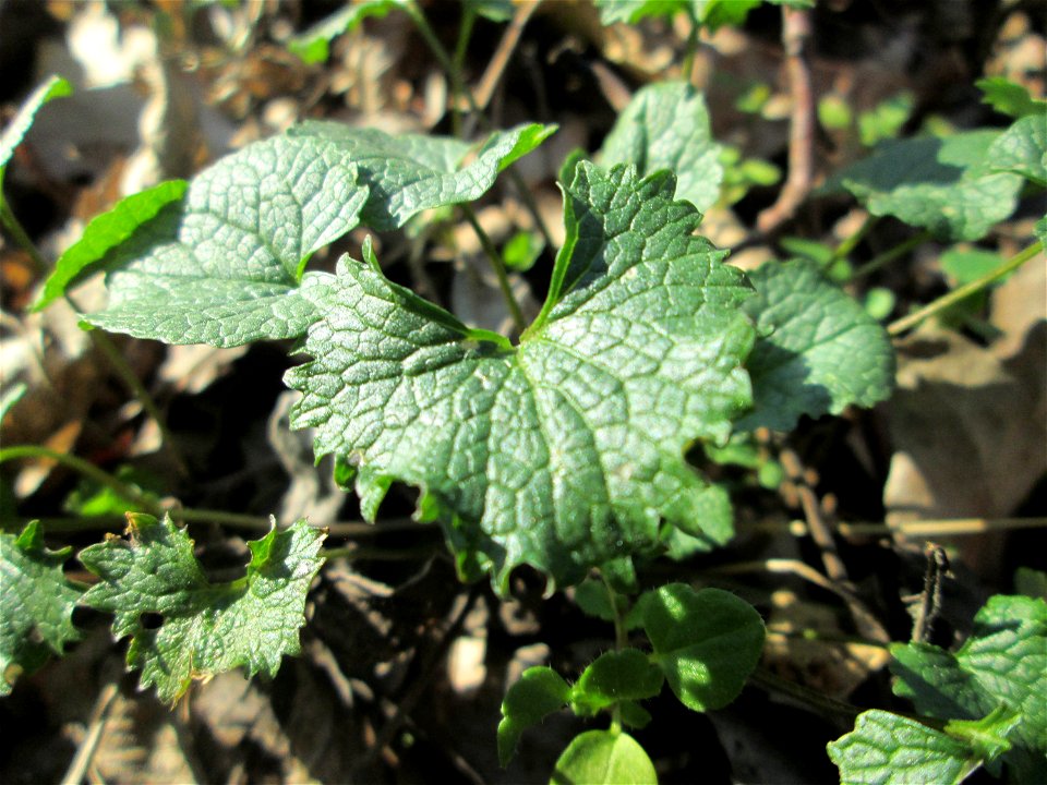 Grundblätter der Knoblauchsrauke (Alliaria petiolata) im Naturschutzgebiet „Reißinsel“ im Waldpark Mannheim