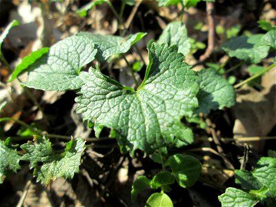 Grundblätter der Knoblauchsrauke (Alliaria petiolata) im Naturschutzgebiet „Reißinsel“ im Waldpark Mannheim