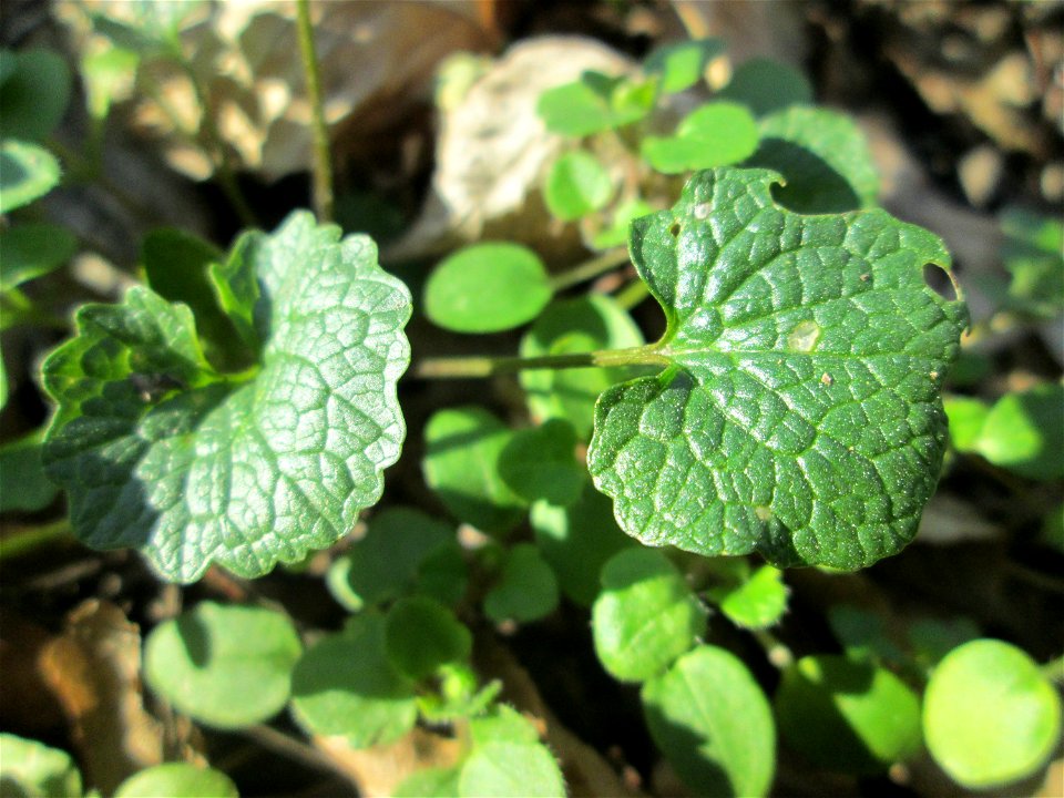 Grundblätter der Knoblauchsrauke (Alliaria petiolata) im Naturschutzgebiet „Reißinsel“ im Waldpark Mannheim