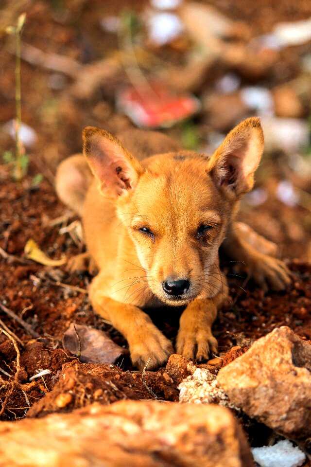 Animal puppies brown