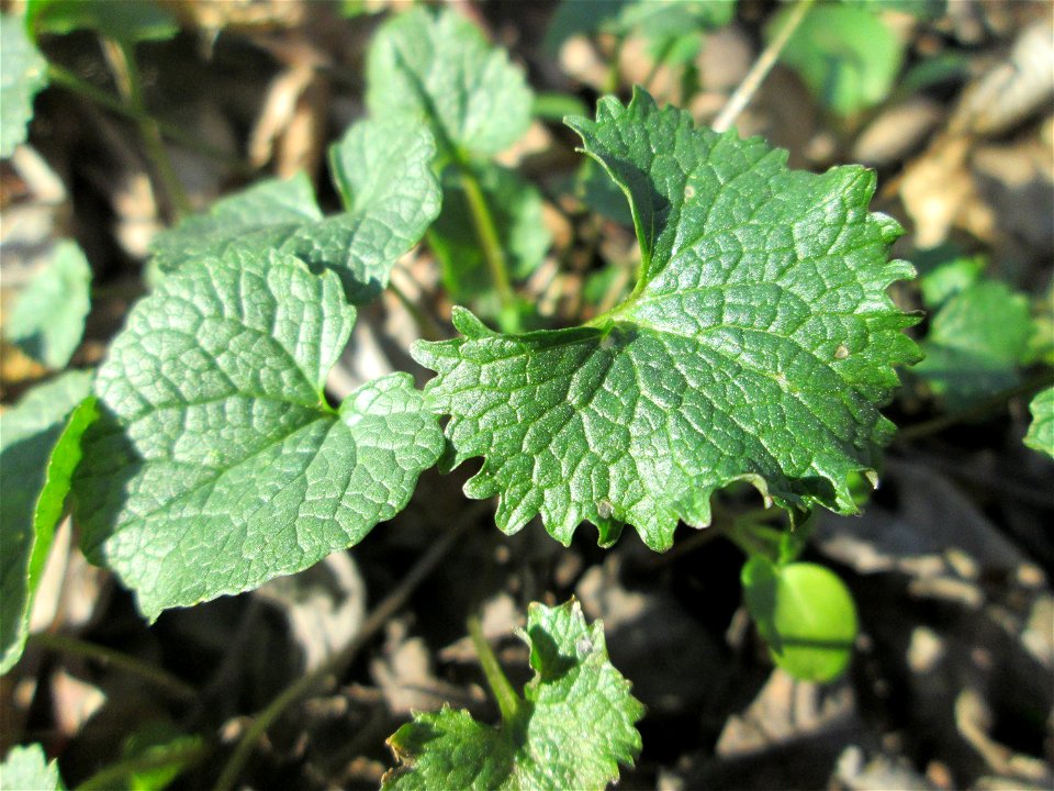 Grundblätter der Knoblauchsrauke (Alliaria petiolata) im Naturschutzgebiet „Reißinsel“ im Waldpark Mannheim