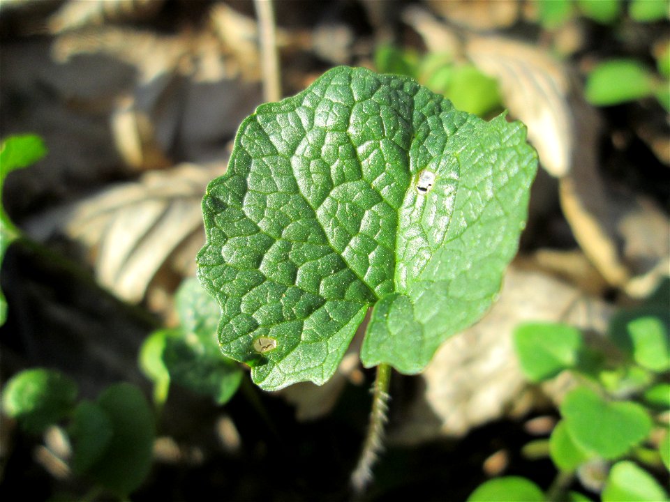 Grundblätter der Knoblauchsrauke (Alliaria petiolata) im Naturschutzgebiet „Reißinsel“ im Waldpark Mannheim