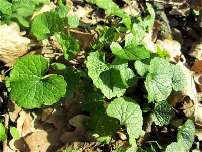 Grundblätter der Knoblauchsrauke (Alliaria petiolata) am Dreieichenbuckel im Naturschutzgebiet „Oftersheimer Dünen“