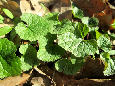 Grundblätter der Knoblauchsrauke (Alliaria petiolata) am Dreieichenbuckel im Naturschutzgebiet „Oftersheimer Dünen“