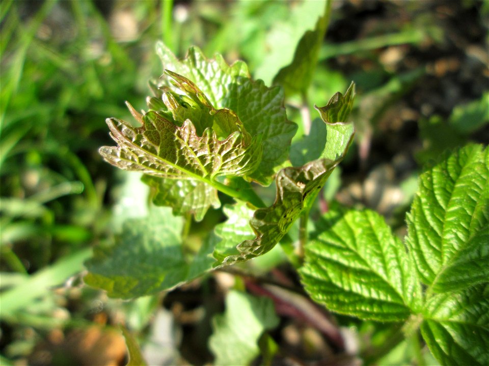 Knoblauchsrauke (Alliaria petiolata) im Brettwald bei Malsch