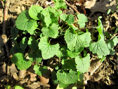 Grundblätter der Knoblauchsrauke (Alliaria petiolata) am Dreieichenbuckel im Naturschutzgebiet „Oftersheimer Dünen“