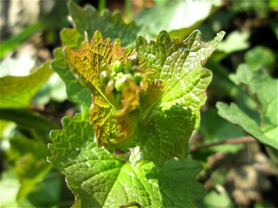 Knoblauchsrauke (Alliaria petiolata) im Brettwald bei Malsch