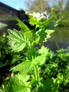 Knoblauchsrauke (Alliaria petiolata) an der Saar in Sankt Arnual