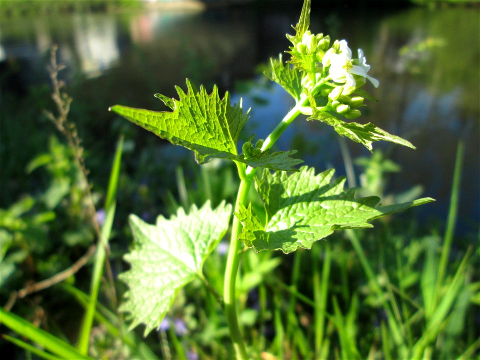 Knoblauchsrauke (Alliaria petiolata) an der Saar in Sankt Arnual