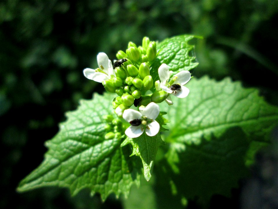 Knoblauchsrauke (Alliaria petiolata) in Sankt Arnual