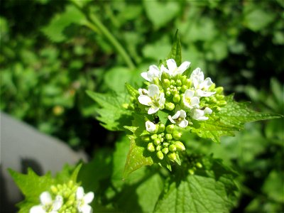 Knoblauchsrauke (Alliaria petiolata) im Steinbachtal bei Saarbrücken