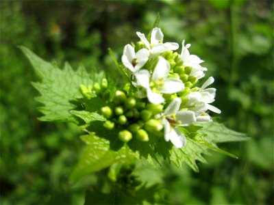 Knoblauchsrauke (Alliaria petiolata) im Steinbachtal bei Saarbrücken
