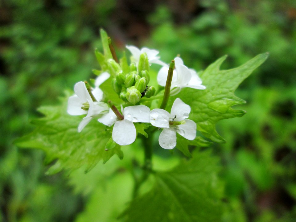 Knoblauchsrauke (Alliaria petiolata) im Landschaftsschutzgebiet „Drahtzugweiher und das Habsterwiesental“ in Alt-Saarbrücken