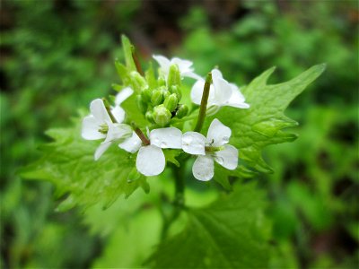 Knoblauchsrauke (Alliaria petiolata) im Landschaftsschutzgebiet „Drahtzugweiher und das Habsterwiesental“ in Alt-Saarbrücken