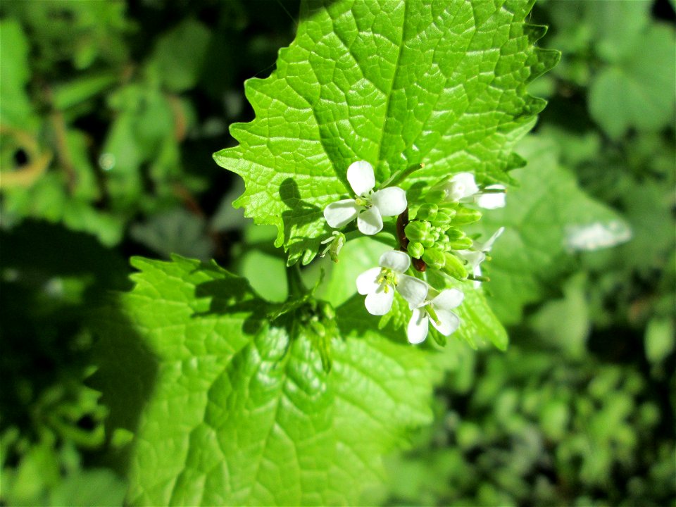 Knoblauchsrauke (Alliaria petiolata) in Saarbrücken
