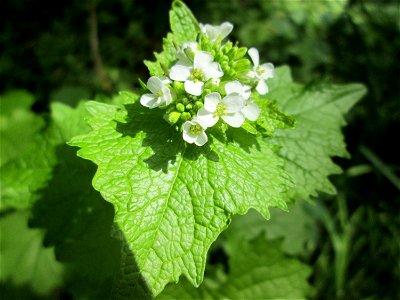 Knoblauchsrauke (Alliaria petiolata) in Saarbrücken