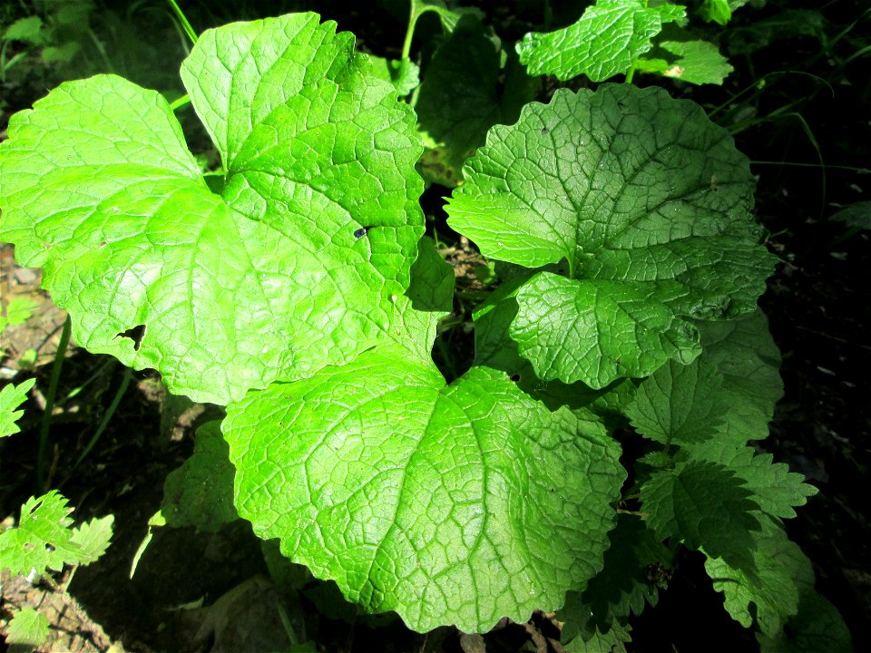 Knoblauchsrauke (Alliaria petiolata) im Naturschutzgebiet „St. Arnualer Wiesen“