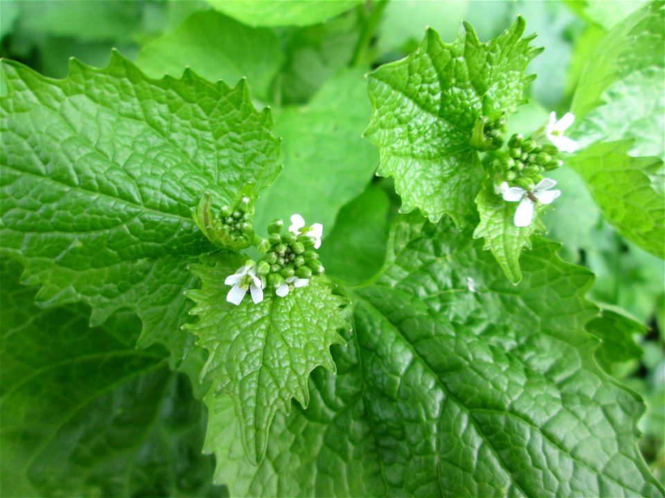 Knoblauchsrauke (Alliaria petiolata) am Rand der Horststücker im Landschaftsschutzgebiet „Hockenheimer Rheinbogen“