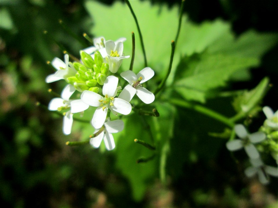 Knoblauchsrauke (Alliaria petiolata) in der Schwetzinger Hardt