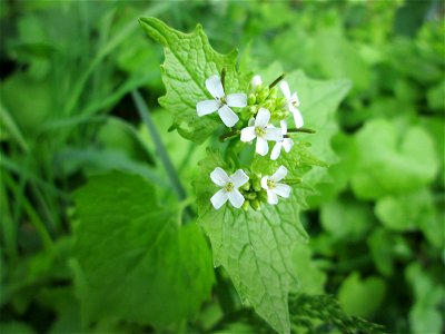 Knoblauchsrauke (Alliaria petiolata) am Rand der Horststücker im Landschaftsschutzgebiet „Hockenheimer Rheinbogen“