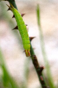 Plant botany caterpillar