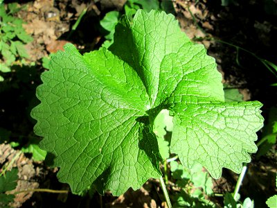 Knoblauchsrauke (Alliaria petiolata) im Hochwald bei Bischmisheim