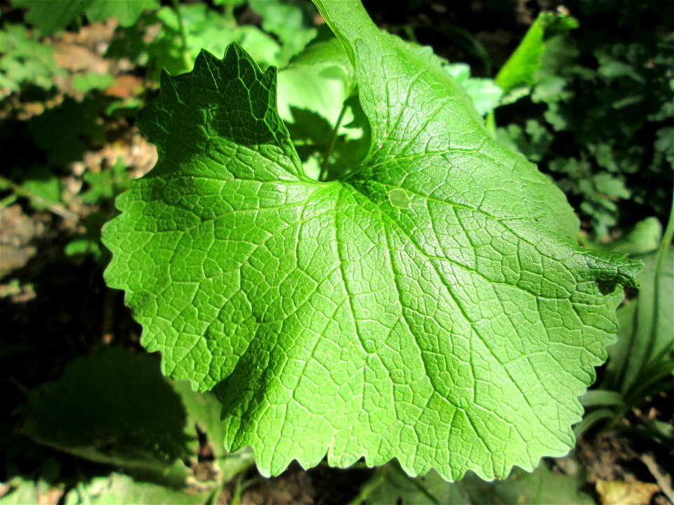 Knoblauchsrauke (Alliaria petiolata) im Hochwald bei Bischmisheim