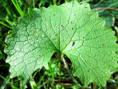 Grundblätter der Knoblauchsrauke (Alliaria petiolata) in waldartiger Umgebung am Hauptfriedhof in Alt-Saarbrücken